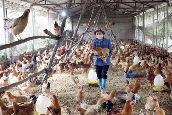 Bãi bỏ 3 thủ tục nhập khẩu thức ăn chăn nuôi và thuốc thú y