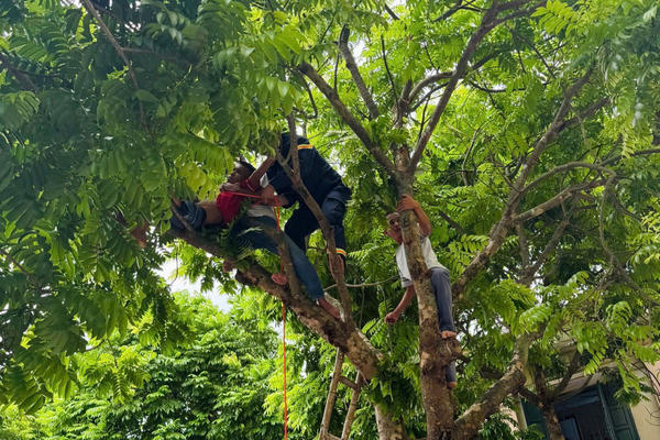Giải cứu thành công bệnh nhân mắc kẹt trên cây cao tại Bệnh viện Tâm thần Thanh Hóa Giải cứu thành công bệnh nhân mắc kẹt trên cây cao tại Bệnh viện Tâm thần Thanh Hóa