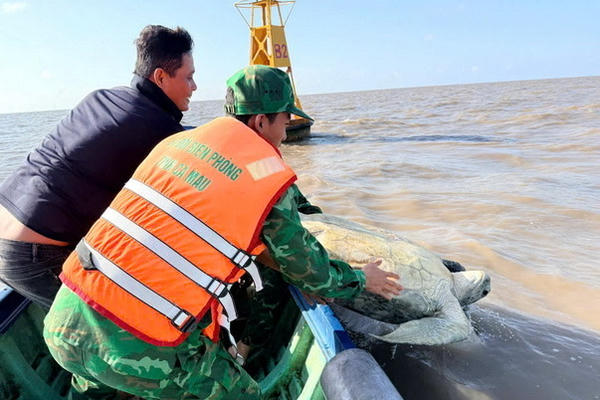Ngư dân Cà Mau tự nguyện bàn giao cá thể vích nặng 120 kg mắc lưới để thả về biển Ngư dân Cà Mau tự nguyện bàn giao cá thể vích nặng 120 kg mắc lưới để thả về biển