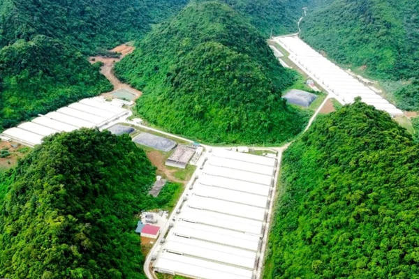 Thanh Hóa: Tai nạn đặc biệt nghiêm trọng tại trang trại lợn khiến 7 công nhân thương vong Thanh Hóa: Tai nạn đặc biệt nghiêm trọng tại trang trại lợn khiến 7 công nhân thương vong