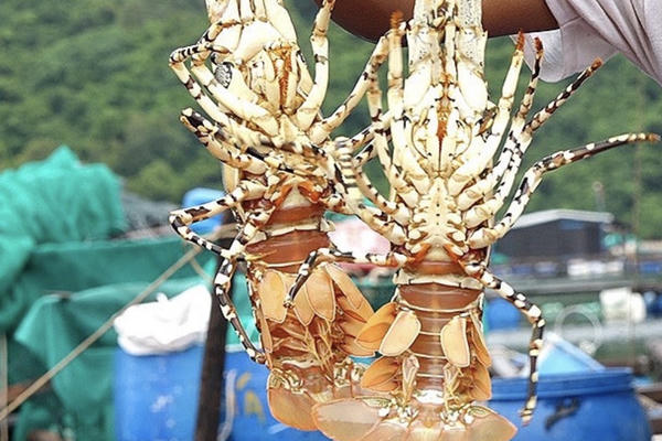 Triển vọng tỷ USD của xuất khẩu tôm hùm năm 2026 và bài toán thị trường