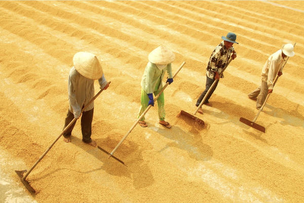 Cần Thơ đăng cai Festival Quốc tế ngành hàng Lúa gạo Việt Nam lần thứ II