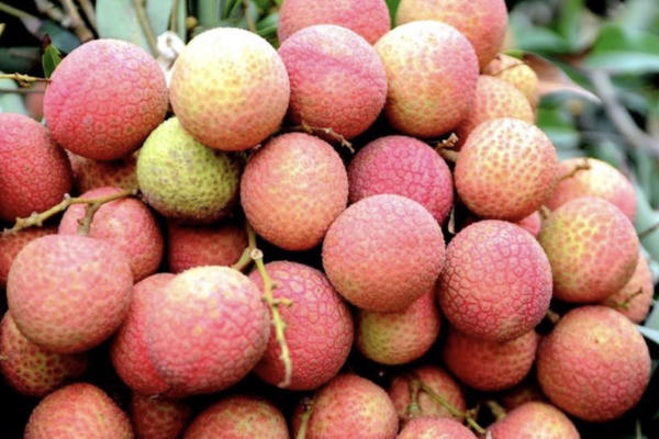 Vải thiều Bắc Ninh lập kỷ lục doanh thu vượt 9.000 tỷ đồng nhờ giá bán tăng 