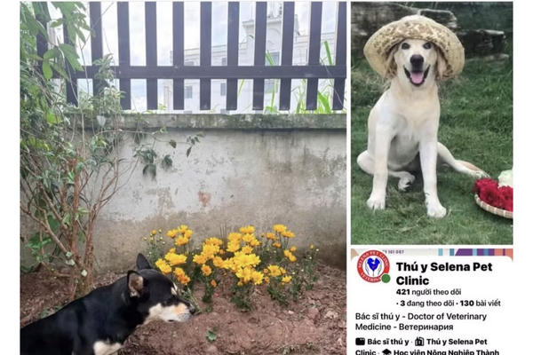 Lùm xùm một vụ thú cưng chết sau phẫu thuật tử cung tại Đà Lạt
Lùm xùm một vụ thú cưng chết sau phẫu thuật tử cung tại Đà Lạt