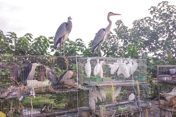 Khánh Hòa lập danh sách để theo dõi các tài khoản mạng xã hội buôn bán động vật hoang dã