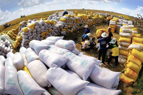 Việt Nam duy trì vị thế xuất nhập khẩu gạo hàng đầu thế giới
