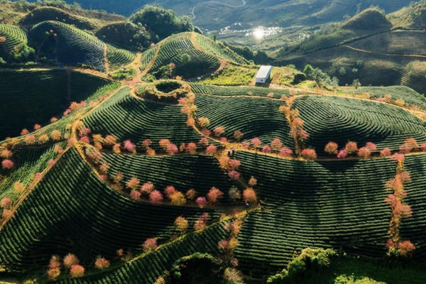 Lào Cai rà soát vùng chè tập trung, thúc đẩy liên kết xuất khẩu sang châu Âu
Lào Cai rà soát vùng chè tập trung, thúc đẩy liên kết xuất khẩu sang châu Âu