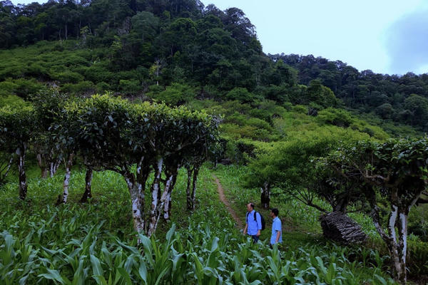Bí ẩn quần thể chè cổ thụ Shan tuyết giữa biển sương Pà Cò