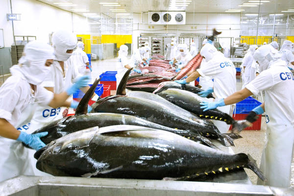 Cá ngừ Việt Nam tăng 37% tại Chile, nhưng thị phần vẫn còn khiêm tốn Cá ngừ Việt Nam tăng 37% tại Chile, nhưng thị phần vẫn còn khiêm tốn