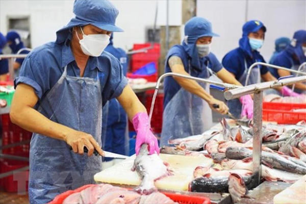 Xuất khẩu cá tra sang Brazil giảm 6% trong nửa đầu năm 2026 Xuất khẩu cá tra sang Brazil giảm 6% trong nửa đầu năm 2026