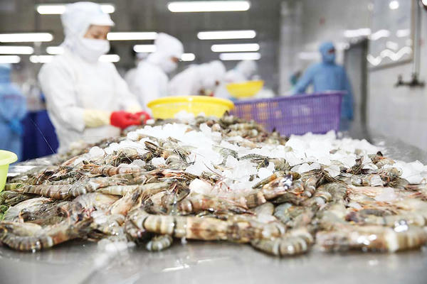 Xuất khẩu tôm thu gần 2,8 tỷ USD sau 7 tháng , Trung Quốc dẫn dắt tăng trưởng