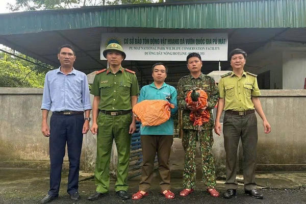Phát hiện, bàn giao nhiều cá thể động vật nguy cấp cho Vườn quốc gia Pù Mát
