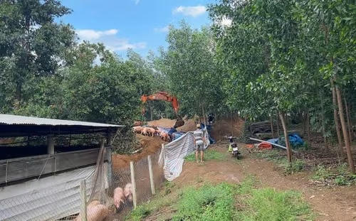 Đồng Nai tiêu hủy gần 3.000 con lợn nhiễm chất Salbutamol 