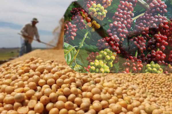 Sắc đỏ bao trùm thị trường nông sản, cà phê giảm phiên thứ ba liên tiếp