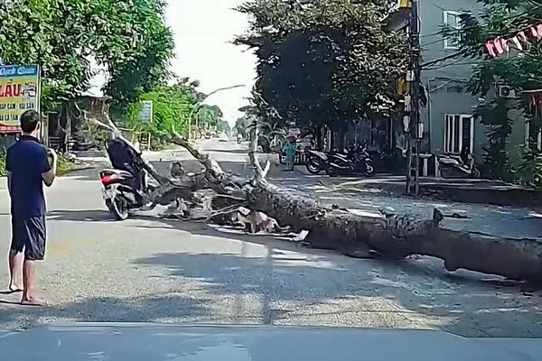 Triệu tập người chặt cây làm chết người đi đường ở Thanh Hóa Triệu tập người chặt cây làm chết người đi đường ở Thanh Hóa