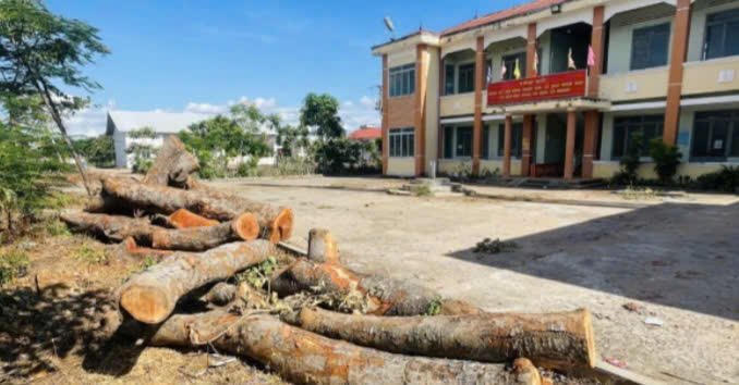 Chủ tịch tỉnh Gia Lai yêu cầu làm rõ trách nhiệm vụ chặt hạ 15 cây xanh tại trụ sở xã Ia Hrú Chủ tịch tỉnh Gia Lai yêu cầu làm rõ trách nhiệm vụ chặt hạ 15 cây xanh tại trụ sở xã Ia Hrú