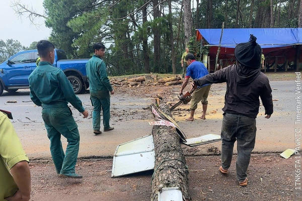 Xử lý 46 cây thông chết khô trên Quốc lộ 14 ở Lâm Đồng trước mùa mưa bão Xử lý 46 cây thông chết khô trên Quốc lộ 14 ở Lâm Đồng trước mùa mưa bão