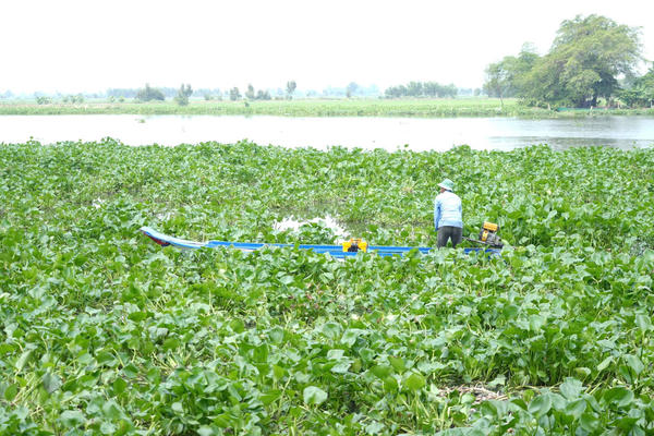 Nghiên cứu hướng xử lý và tái sử dụng lục bình tại Tây Ninh Nghiên cứu hướng xử lý và tái sử dụng lục bình tại Tây Ninh