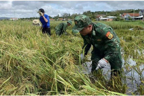 Bộ đội Biên phòng Đắk Lắk xuống đồng giúp dân gặt lúa chạy lũ, cứu hàng trăm héc-ta lúa hè thu