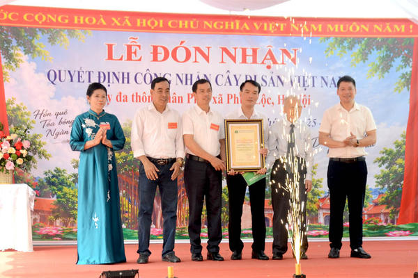 Hai cây Đa cổ thụ thôn Xuân Phú được công nhận Cây Di sản Việt Nam