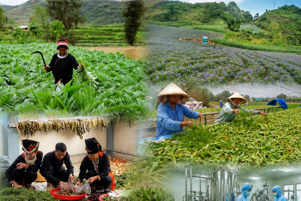 Lào Cai phấn đấu đến năm 2030 phát triển hơn 8.500ha vùng dược liệu 