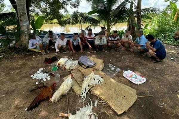 Bắt quả tang 12 đối tượng đánh bạc bằng hình thức đá gà ăn tiền Bắt quả tang 12 đối tượng đánh bạc bằng hình thức đá gà ăn tiền