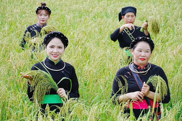 Đưa hương cốm Thuận Hòa bay xa Đưa hương cốm Thuận Hòa bay xa