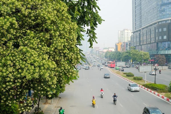 Hoa sữa gây tranh luận ở Hà Nội: Loài cây quen thuộc có giá trị dược liệu gì? Hoa sữa gây tranh luận ở Hà Nội: Loài cây quen thuộc có giá trị dược liệu gì?