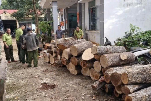  Tạm giữ 2 đối tượng ở Gia Lai liên quan vụ khai thác, tiêu thụ hơn 22 m³ gỗ rừng trái phép