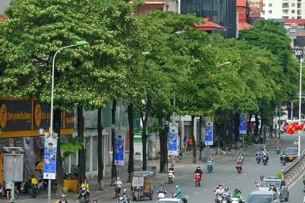 Hà Nội lấy ý kiến người dân về việc giữ lại hay di chuyển cây hoa sữa Hà Nội lấy ý kiến người dân về việc giữ lại hay di chuyển cây hoa sữa