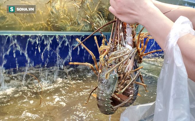 Khách mua tôm hùm được nhiều ưu đãi trong tháng 9.