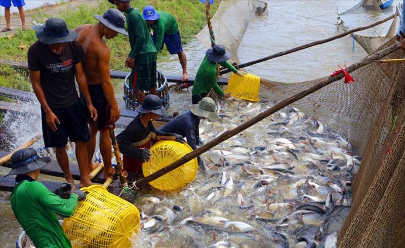 Thu hoạch cá tra tại Cần Thơ. Ảnh: Cửu Long.