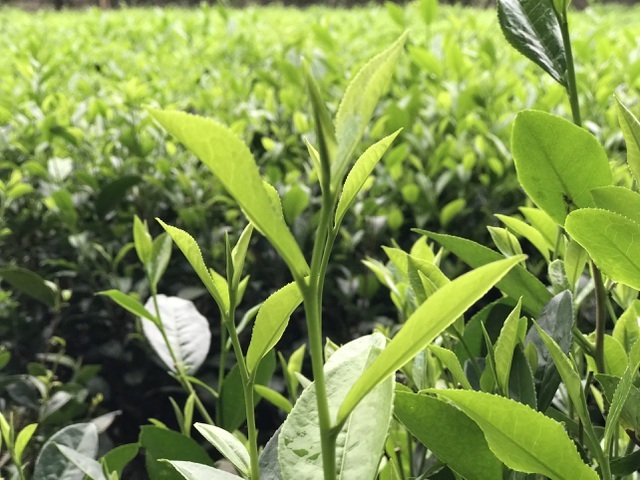 Trà đinh có giá vô cùng đắt đỏ, dao động 3 - 5 triệu đồng/kg.