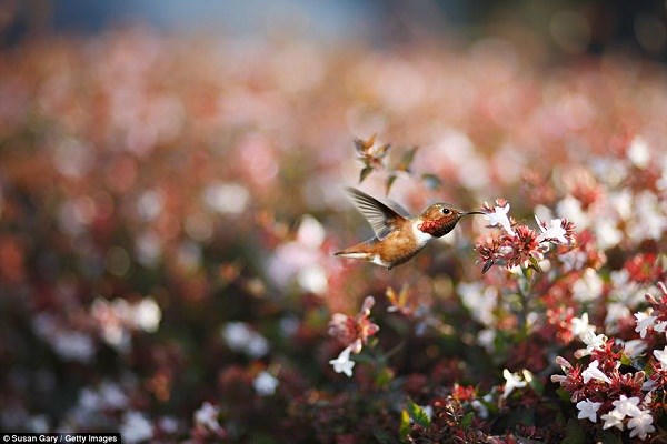 Những bức ảnh thiên nhiên 'đẹp đến nghẹt thở' - ảnh 9