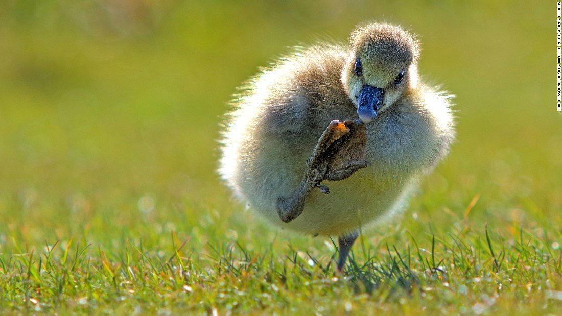 Động vật hoang dã