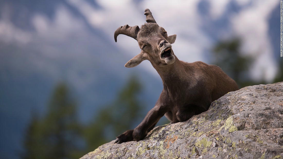 Động vật hoang dã