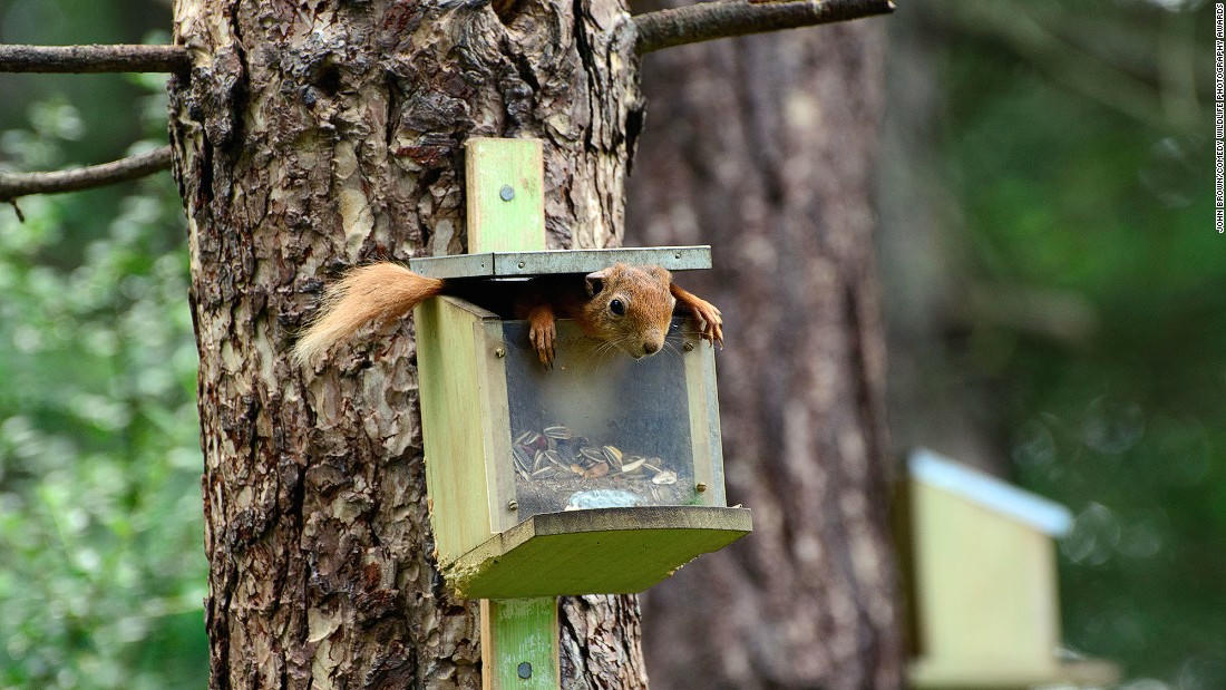 Động vật hoang dã