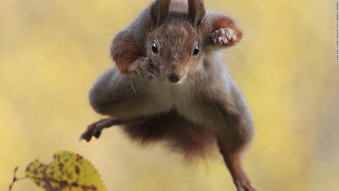 Động vật hoang dã