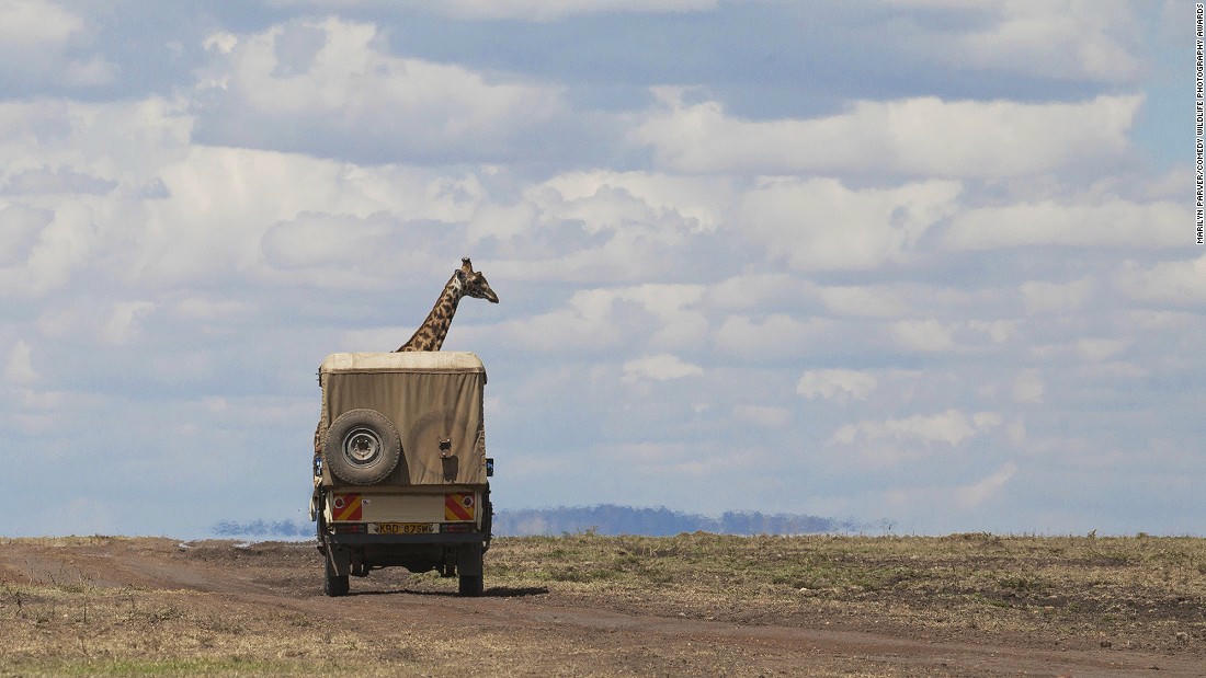 Động vật hoang dã