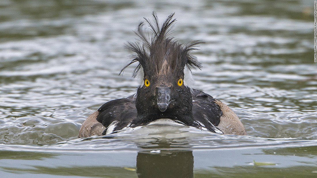 Động vật hoang dã