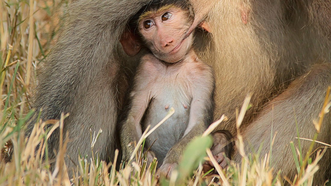 Động vật hoang dã