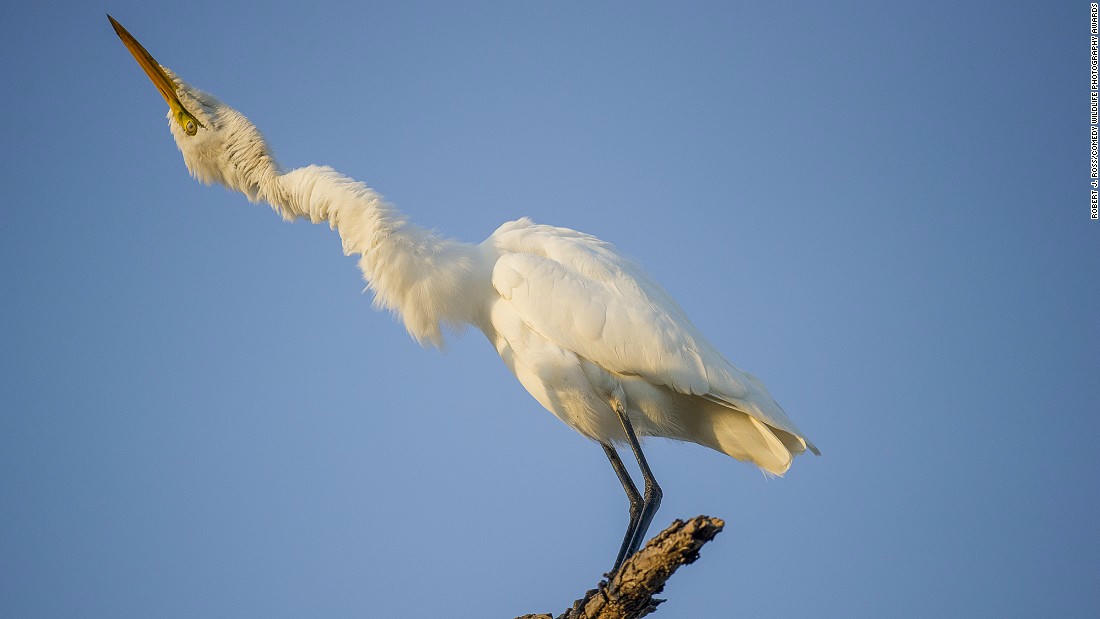 Động vật hoang dã
