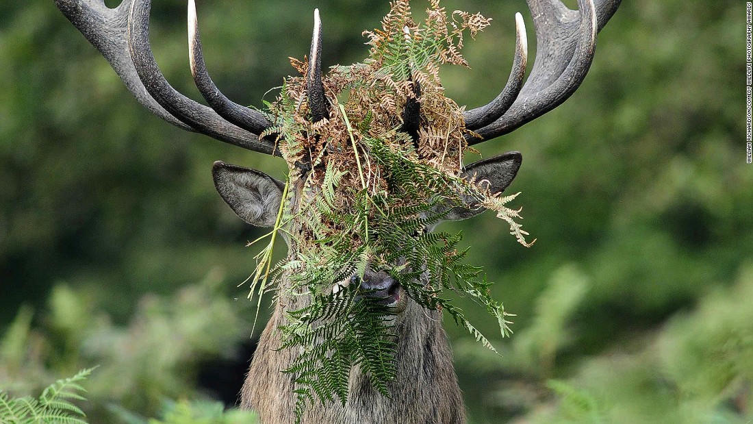 Động vật hoang dã