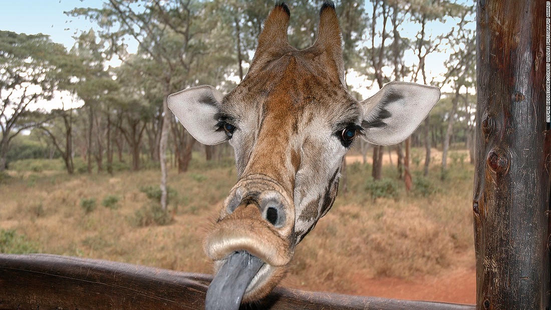 Động vật hoang dã