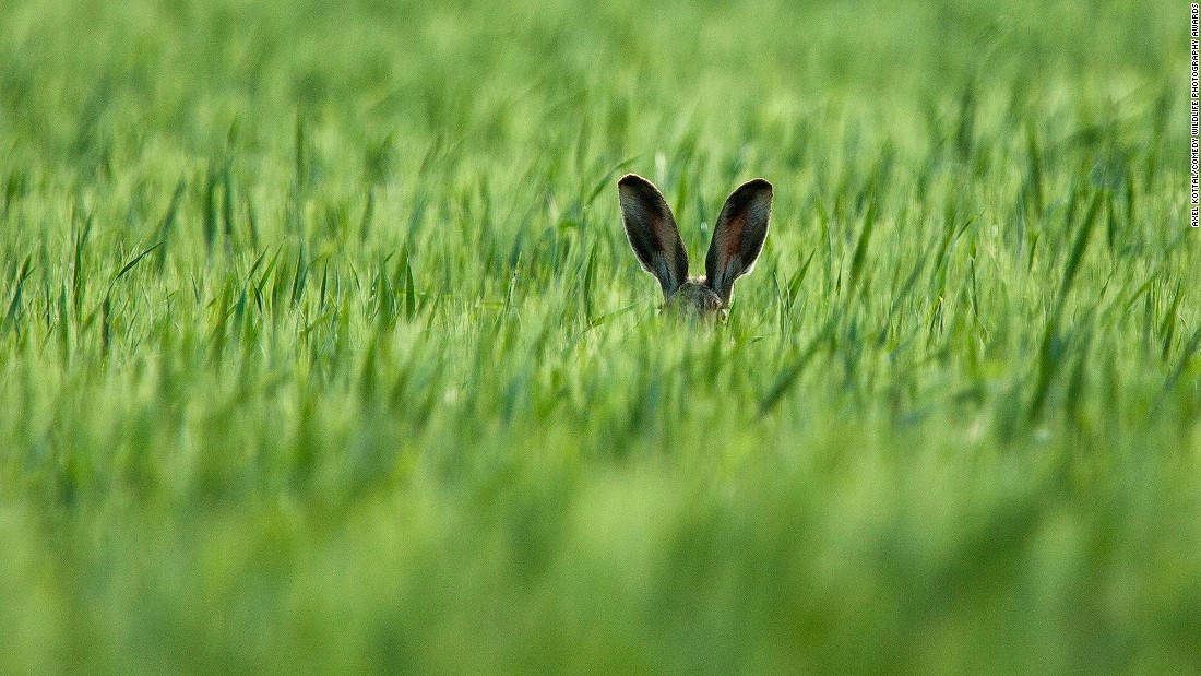 Động vật hoang dã