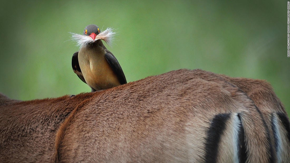 Động vật hoang dã