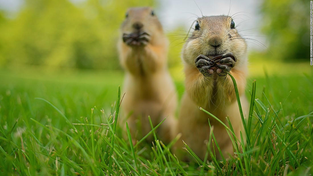 Động vật hoang dã