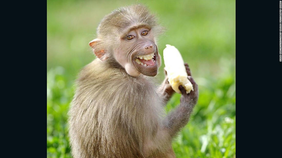 Động vật hoang dã