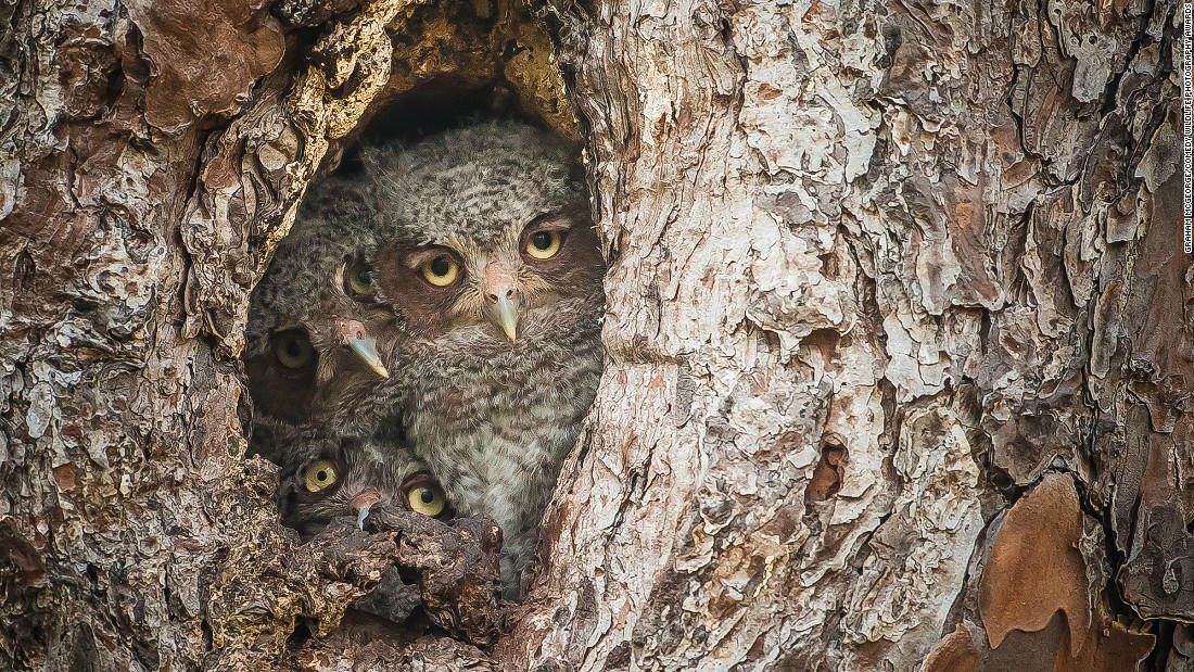 Động vật hoang dã