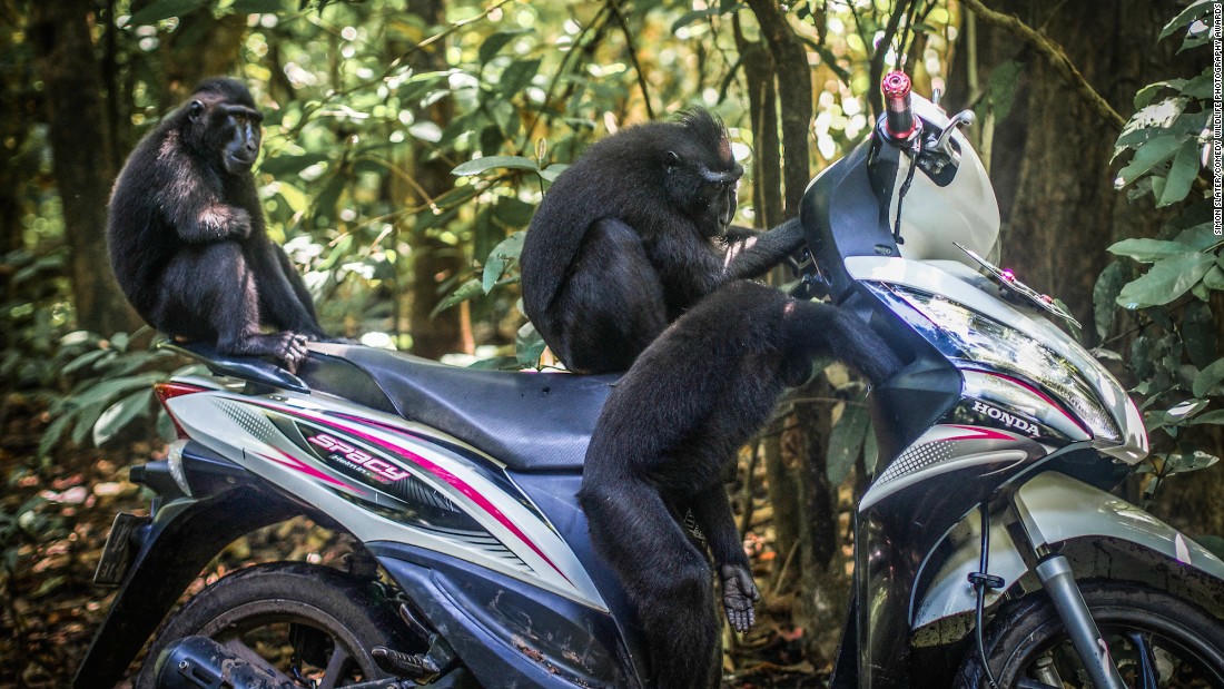 Động vật hoang dã